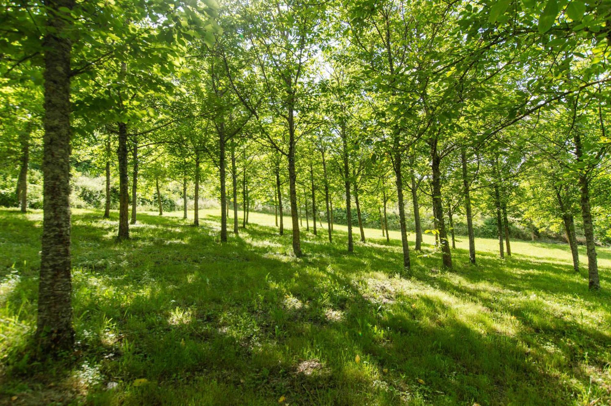 Agriturismo Podere La Casaccia Poppi Bagian luar foto